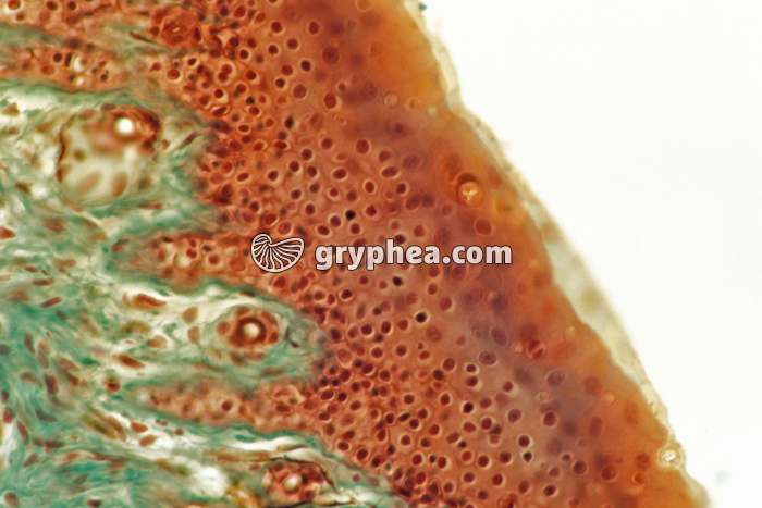 Epiderme CT x160 - gryphea.org